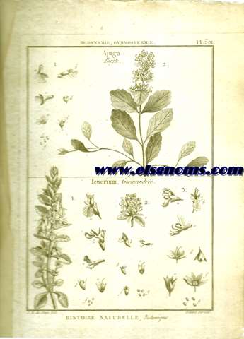 Didynamie, Gymnospermie Ajuga (Bugle) - Teucrium (Germandre.  Pl.501.