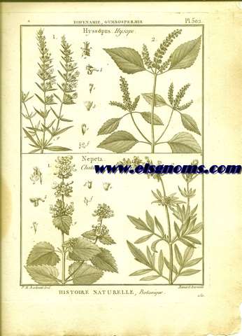 Didynamie, Gymnospermie Hyssopus. Hysope.-Nepeta Chataire.  Pl.502.