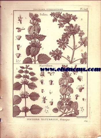 Didynamie, Gymnospermie Ballota.-Marrubium. Pl.508.