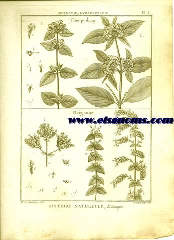 Didynamie, Gymnospermie Clinopodium.-Origanum. Pl.511.