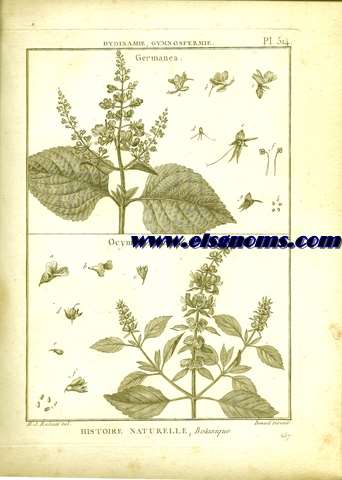 Didynamie, Gymnospermie Germanea.-Ocymum, Basilic. Pl.514.