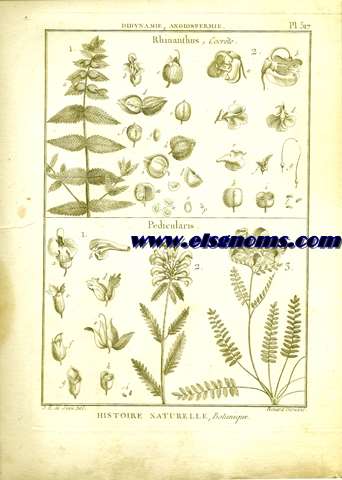 Didynamie, Angiospermie Rhinanthus, Cocrte.-Pedicularis. Pl.517.