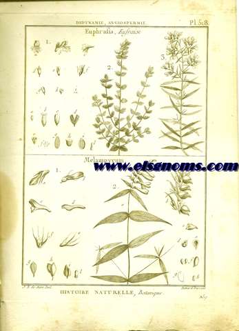 Didynamie, Angiospermie Euphrafia, Eufraise.-Melampyrum. Pl.518.