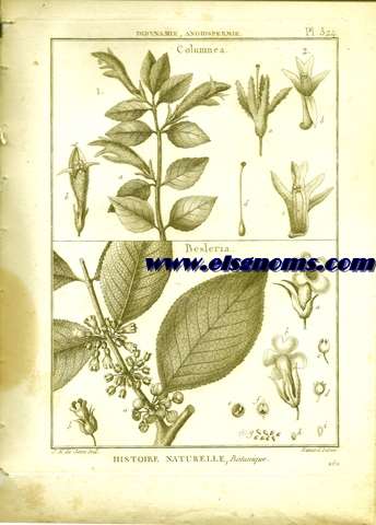 Didynamie, Angiospermie Columnea,.Besleria.Pl.524.