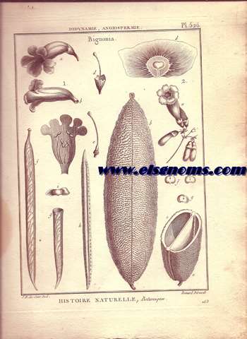 Didynamie, Angiospermie Bignonia. Pl.526.