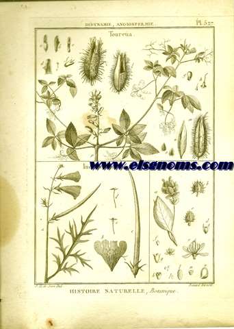 Didynamie, Angiospermie Touretia.-Incarviellea.-Loefelia.  Pl.527.