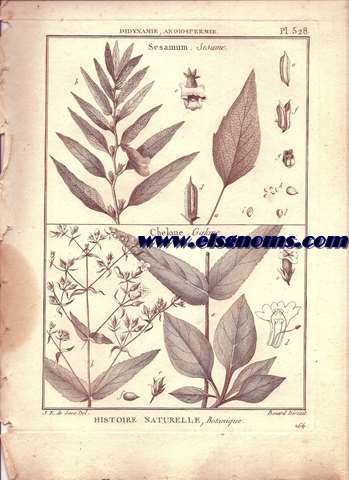 Didynamie, Angiospermie Sesamum. Sesame.-Chelone. Galane. Pl.528.