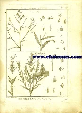 Didynamie, Angiospermie Dodartia.-Cymbaria. Pl.530.