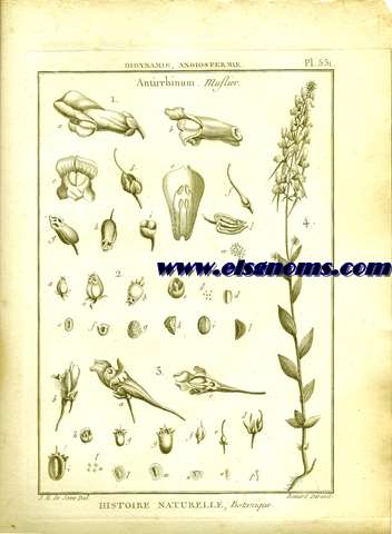 Didynamie, Angiospermie Antirrhinum. Muslier. Pl.531.