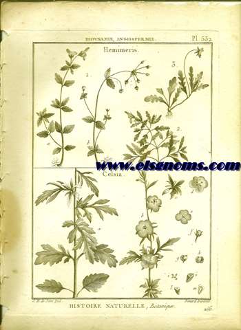 Didynamie, Angiospermie Hemimeris.-Celsia. Pl.532.