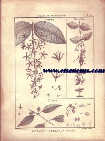 Didynamie, Angiospermie Petroea.-Russelia.-Lippia. Pl.539.