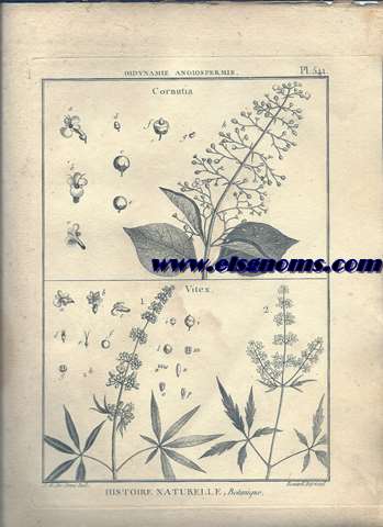 Didynamie, Angiospermie Cornutia.-Vitex. Pl.541.