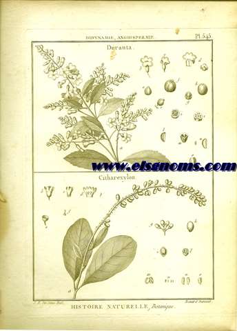 Didynamie, Angiospermie Duranta.-Citharexylon. Pl.545.