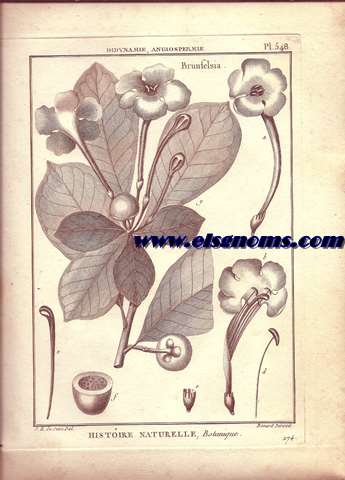 Didynamie, Angiospermie Brunfelsia.- Pl.548.