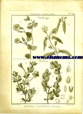 Didynamie, Angiospermie Thunbergia.-Barleria.- Pl.549.