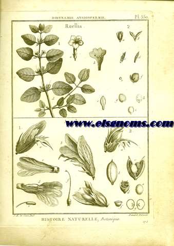 Didynamie, Angiospermie Ruellia.-Acanthus.- Pl.550.