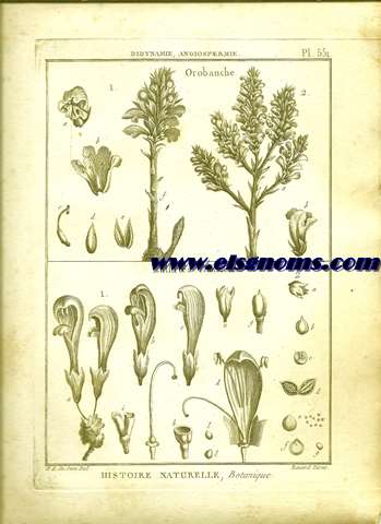 Didynamie, Angiospermie Orobanche.-Lathroea Clandestine.- Pl.551.