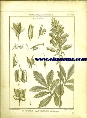 Didynamie, Angiospermie Melianthus.-Pl.552.