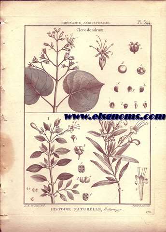 Didynamie, Angiospermie Clerodendrum - Volkameria. Pl.544.